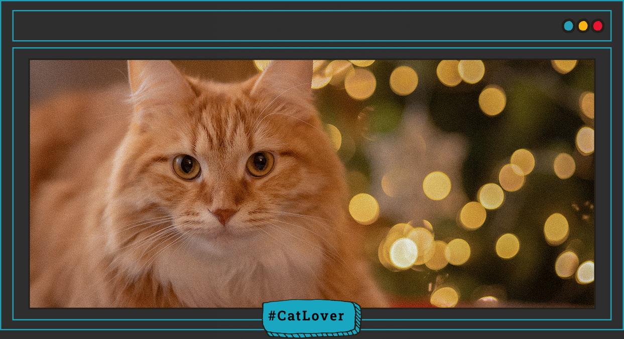 consejos para cuidar gatos en Navidad